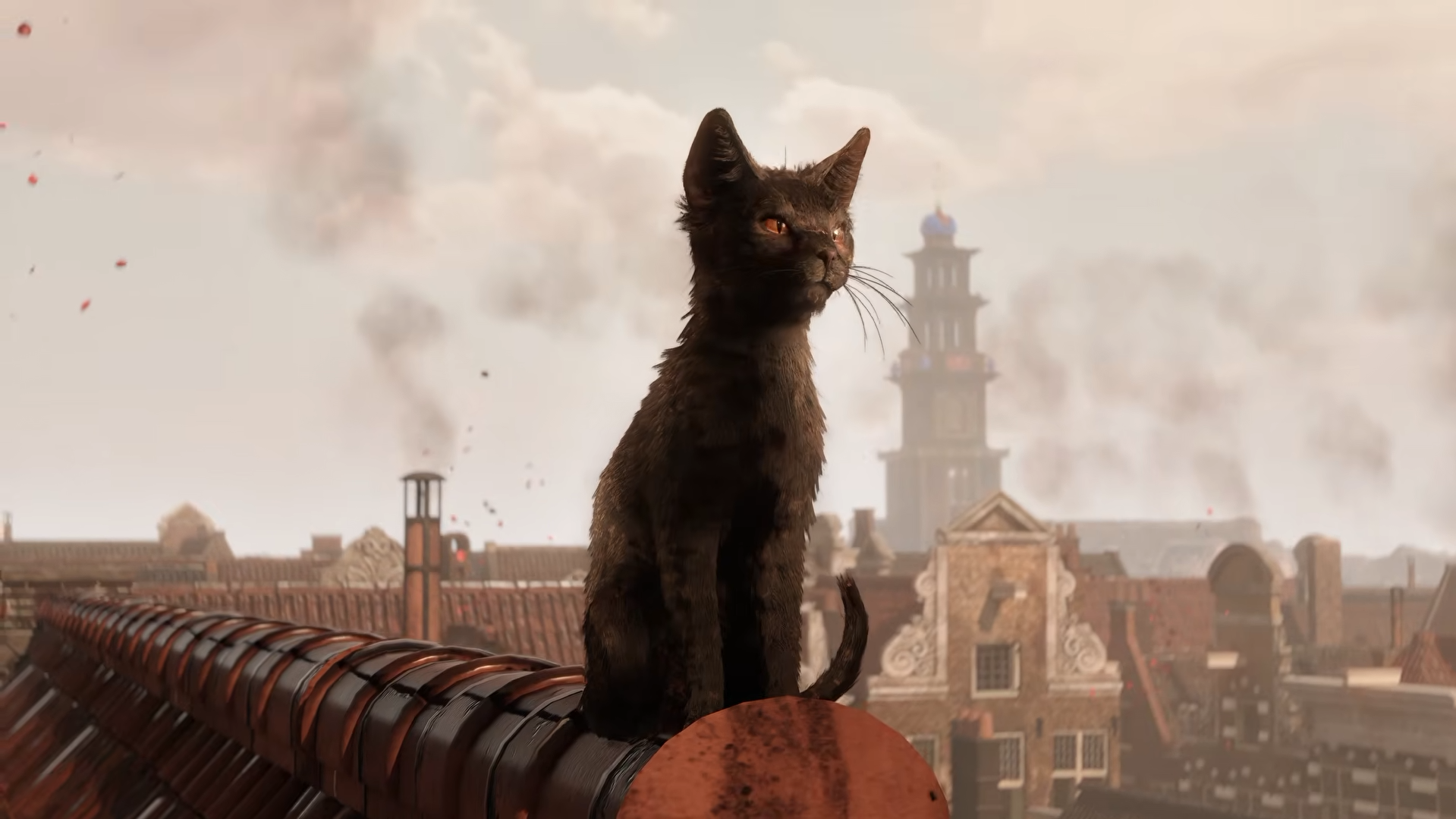 El gato negro Aaron sentado sobre un tejado, con los edificios de Ámsterdam al fondo.